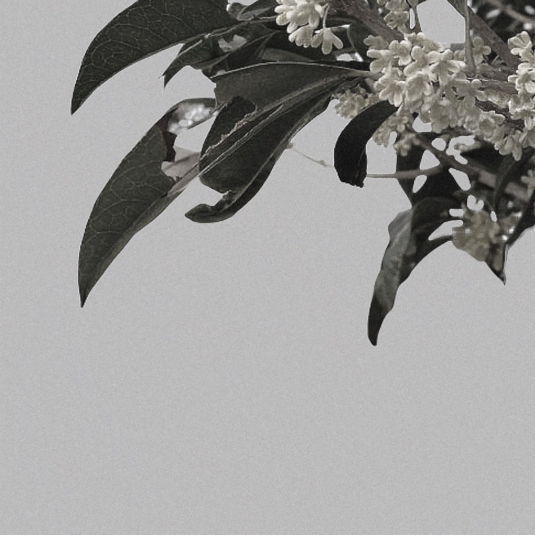 Osmanthus Tea Eau de Parfum by One Day ◦ One Day Tea Exclusive