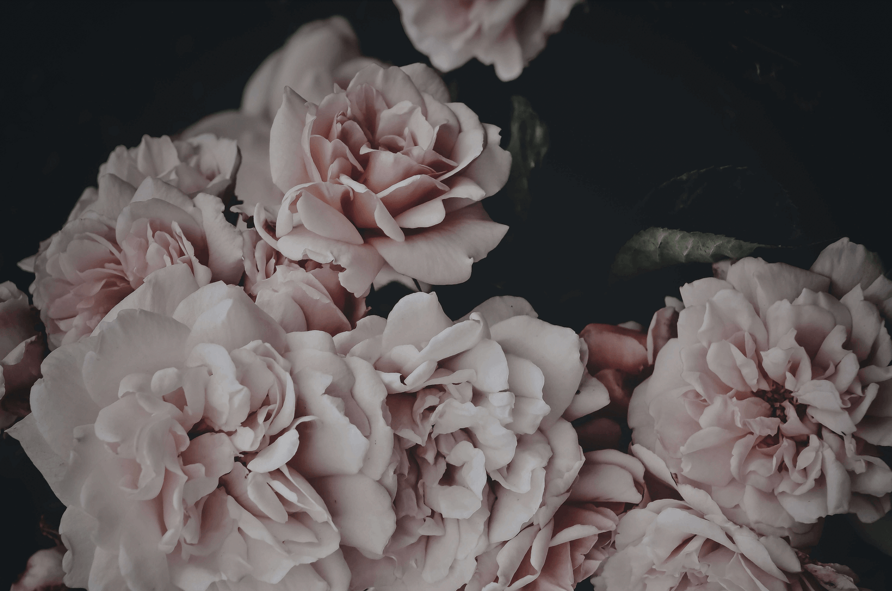 Pink roses on a dark, moody background. 