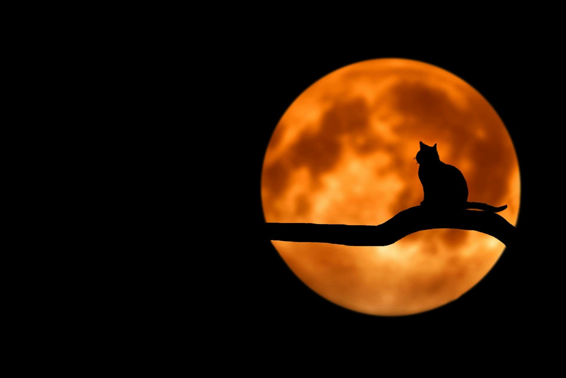 Black silhouette of a cat on a branch, in front of a large, orange full moon.